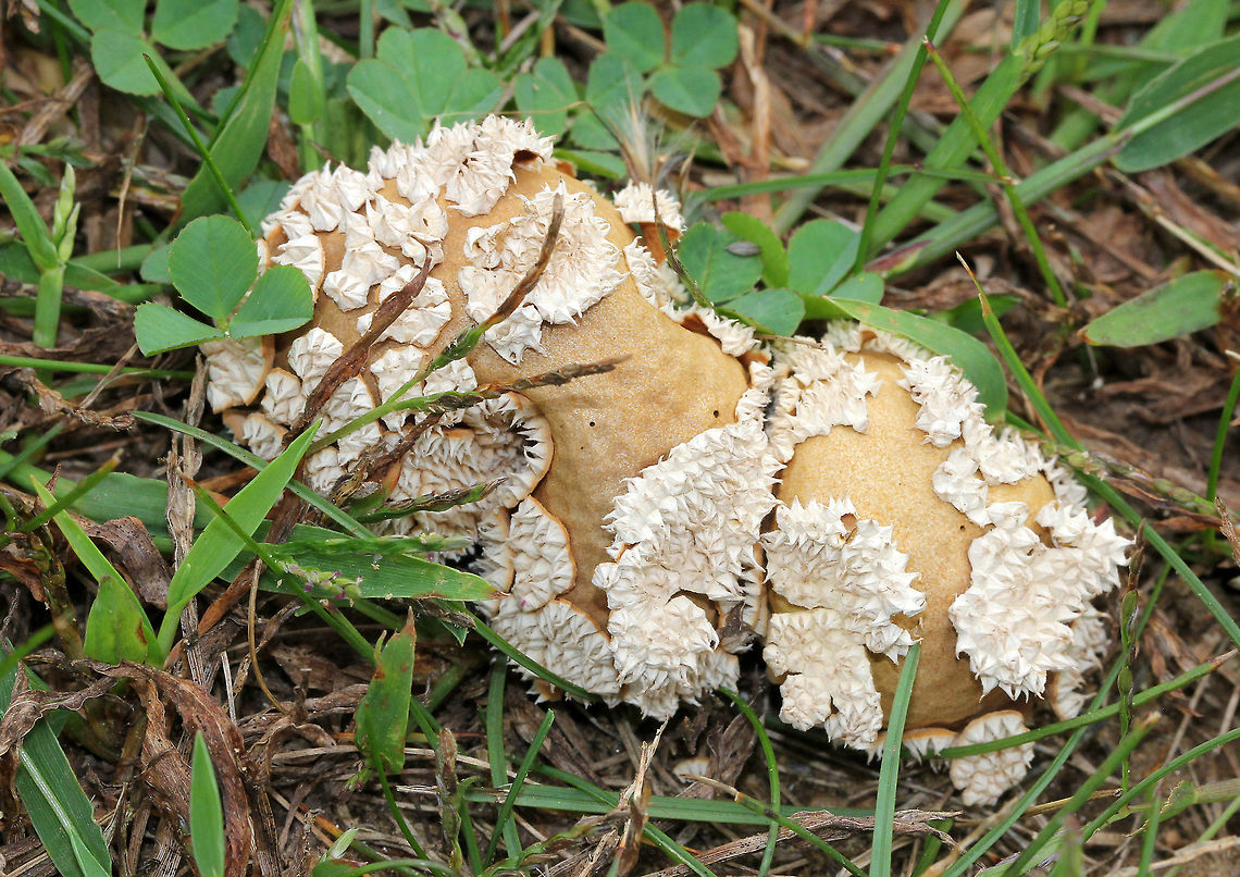 Peeling Puffballs Small puffballs with the spines sloughing off in chunks. Underneath the spines, the fruiting bodies were tan/brown and slightly flattened. Geotagged,Lycoperdon,Lycoperdon marginatum,Peeling Puffball,Peeling Puffballs,Peeling puffball,Summer,United States,puffball