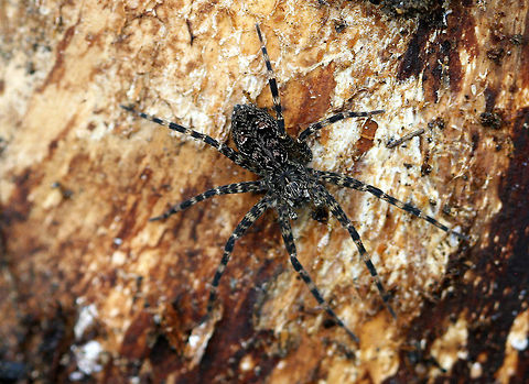Dark Fishing Spider The spider was dark brown with several chevron markings and lighter stripes around its legs. Dark Fishing Spider,Dolomedes tenebrosus,Geotagged,Spring,United States,fishing spider,spider