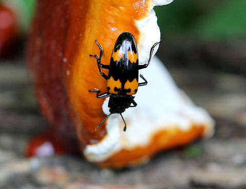 Pleasing Fungus Beetle I spotted a bunch of these beetles feasting on Ganoderma tsugae.  Geotagged,Megalodacne,Megalodacne heros,Pleasing Fungus Beetle,Spring,United States,beetle,fungus beetle