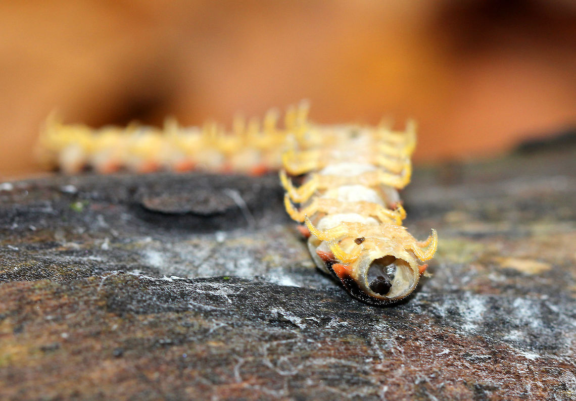 Flat-backed Millipede I spotted four of these large, colorful millipedes within 25 feet of each other along a trail. They were all on top of rotting logs, and all four were dead. Two were completely intact, one was in pieces, and one was headless but otherwise in one piece. All were about 2 inches long, had a yellow and black exoskeleton with orange on the edges, and yellow legs. Millipedes are like the vultures of decaying plant material and other detritus and prefer dark, moist areas such as under logs/leaf litter. I don&#039;t usually spot this species, and so it&#039;s very unusual for me to spot four at once, especially in such close proximity...and on top of logs since they prefer dark areas. I&#039;m not sure what caused their demise, but I have several theories...1. A fungal infection could have killed them; 2. Predation - although if this was the case, why would two of them be dead, but still intact; 3. Weather - we had heavy rain the previous day. Perhaps they were waterlogged and crawled on the log to dry out and died; 4. Combination of causes - perhaps the rain caused them to climb on top of the logs, and then they died; after which time some were eaten by other critters.... I&#039;m guessing #4 is most likely.<br />
<br />
The bright colors exhibited by this species are a warning signal that they secrete cyanide as a defense mechanism. Cyanide is poisonous and can cause extreme irritation if rubbed in the eyes. The millipedes don&#039;t contain a massively powerful amount of cyanide and they do not bite, but nevertheless it is recommended that they not be touched or handled in any way for this reason. <br />
<br />
 Apheloria,Apheloria virginiensis,Apheloria virginiensis corrugata,Fall,Flat-backed Millipede,Geotagged,United States,millipede