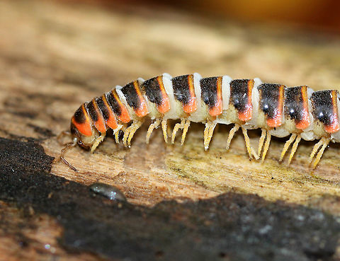 Flat-backed Millipede  spotted four of these large, colorful millipedes within 25 feet of each other along a trail. They were all on top of rotting logs, and all four were dead. Two were completely intact, one was in pieces, and one was headless but otherwise in one piece. All were about 2 inches long, had a yellow and black exoskeleton with orange on the edges, and yellow legs. Millipedes are like the vultures of decaying plant material and other detritus and prefer dark, moist areas such as under logs/leaf litter. I don't usually spot this species, and so it's very unusual for me to spot four at once, especially in such close proximity...and on top of logs since they prefer dark areas. I'm not sure what caused their demise, but I have several theories...1. A fungal infection could have killed them; 2. Predation - although if this was the case, why would two of them be dead, but still intact; 3. Weather - we had heavy rain the previous day. Perhaps they were waterlogged and crawled on the log to dry out and died; 4. Combination of causes - perhaps the rain caused them to climb on top of the logs, and then they died; after which time some were eaten by other critters.... I'm guessing #4 is most likely.

 The bright colors exhibited by this species are a warning signal that they secrete cyanide as a defense mechanism. Cyanide is poisonous and can cause extreme irritation if rubbed in the eyes. The millipedes don't contain a massively powerful amount of cyanide and they do not bite, but nevertheless it is recommended that they not be touched or handled in any way for this reason.  Apheloria virginiensis,Fall,Flat-backed Millipede,Geotagged,United States,millipede