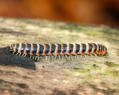Flat-backed Millipede I spotted four of these large, colorful millipedes within 25 feet of each other along a trail. They were all on top of rotting logs, and all four were dead. Two were completely intact, one was in pieces, and one was headless but otherwise in one piece. All were about 2 inches long, had a yellow and black exoskeleton with orange on the edges, and yellow legs. Millipedes are like the vultures of decaying plant material and other detritus and prefer dark, moist areas such as under logs/leaf litter. I don't usually spot this species, and so it's very unusual for me to spot four at once, especially in such close proximity...and on top of logs since they prefer dark areas. I'm not sure what caused their demise, but I have several theories...1. A fungal infection could have killed them; 2. Predation - although if this was the case, why would two of them be dead, but still intact; 3. Weather - we had heavy rain the previous day. Perhaps they were waterlogged and crawled on the log to dry out and died; 4. Combination of causes - perhaps the rain caused them to climb on top of the logs, and then they died; after which time some were eaten by other critters.... I'm guessing #4 is most likely.

 The bright colors exhibited by this species are a warning signal that they secrete cyanide as a defense mechanism. Cyanide is poisonous and can cause extreme irritation if rubbed in the eyes. The millipedes don't contain a massively powerful amount of cyanide and they do not bite, but nevertheless it is recommended that they not be touched or handled in any way for this reason. 
 Apheloria virginiensis,Fall,Flat-backed Millipede,Geotagged,United States,millipede