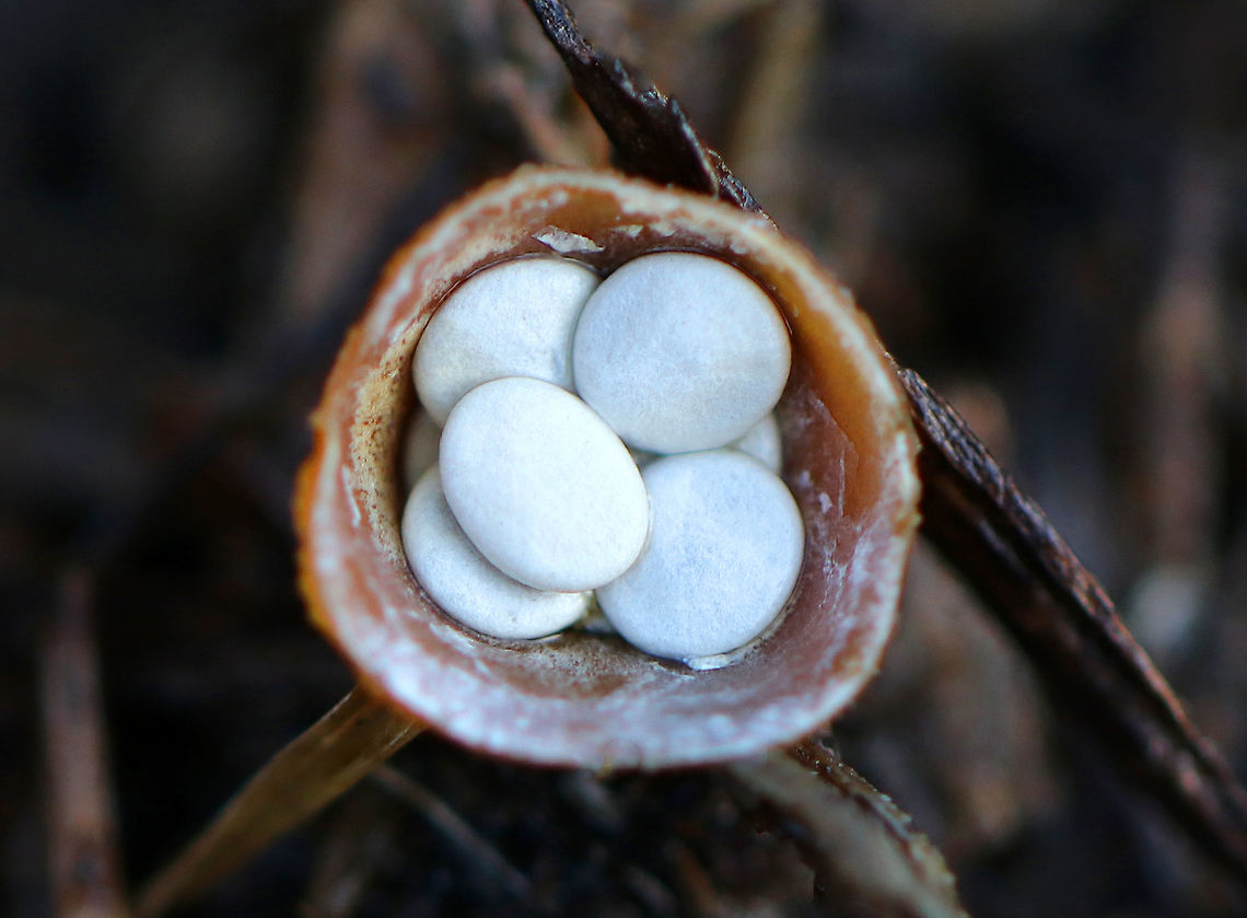 Bird's Nest Fungus This fungus looks like tiny birds&#039; nests! The fruiting body &quot;nests&quot; contain spore-filled periodoles (&quot;eggs&quot;). The nests, called peridia, serve as splash cups, and when raindrops strike the nest, the periodoles are projected into the air where they latch onto branches, leaves, etc. The nests were only 1-3mm wide. Bird's Nest Fungi,Bird's Nest Fungus,Crucibulum,Crucibulum laeve,Geotagged,United States,Winter,fungi,fungus