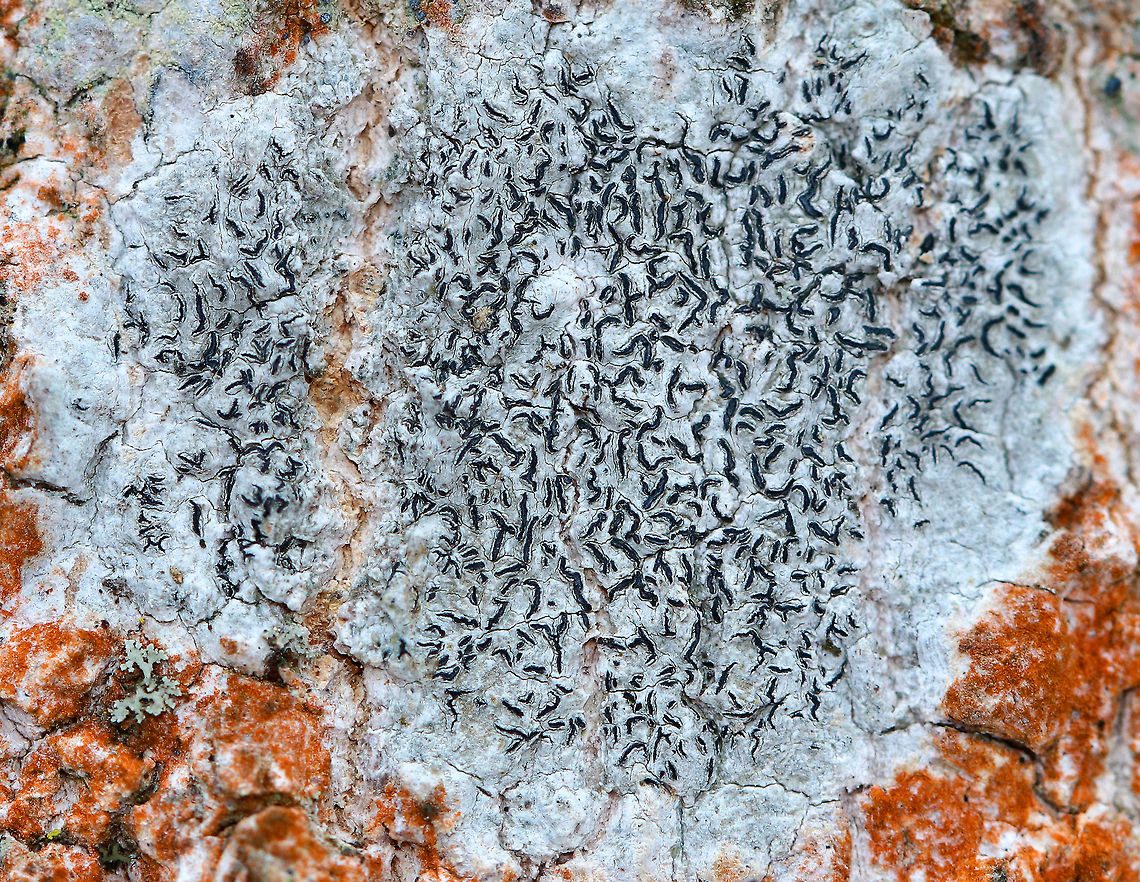 Script Lichen A crustose lichen whose elongated fruiting bodies resemble scribbles or writing on the bark of trees. The orange stuff surrounding the lichen is Trentepohlia algae. Trentepohlia algae are green algae that can live symbiotically with lichens, such as Graphis scripta. The filaments of Trentepohlia are orange because they contain a large quantity of carotenoid pigments, which mask the green of the chlorophyll. Geotagged,Graphis scripta,Script Lichen,United States,Winter,graphis,lichen