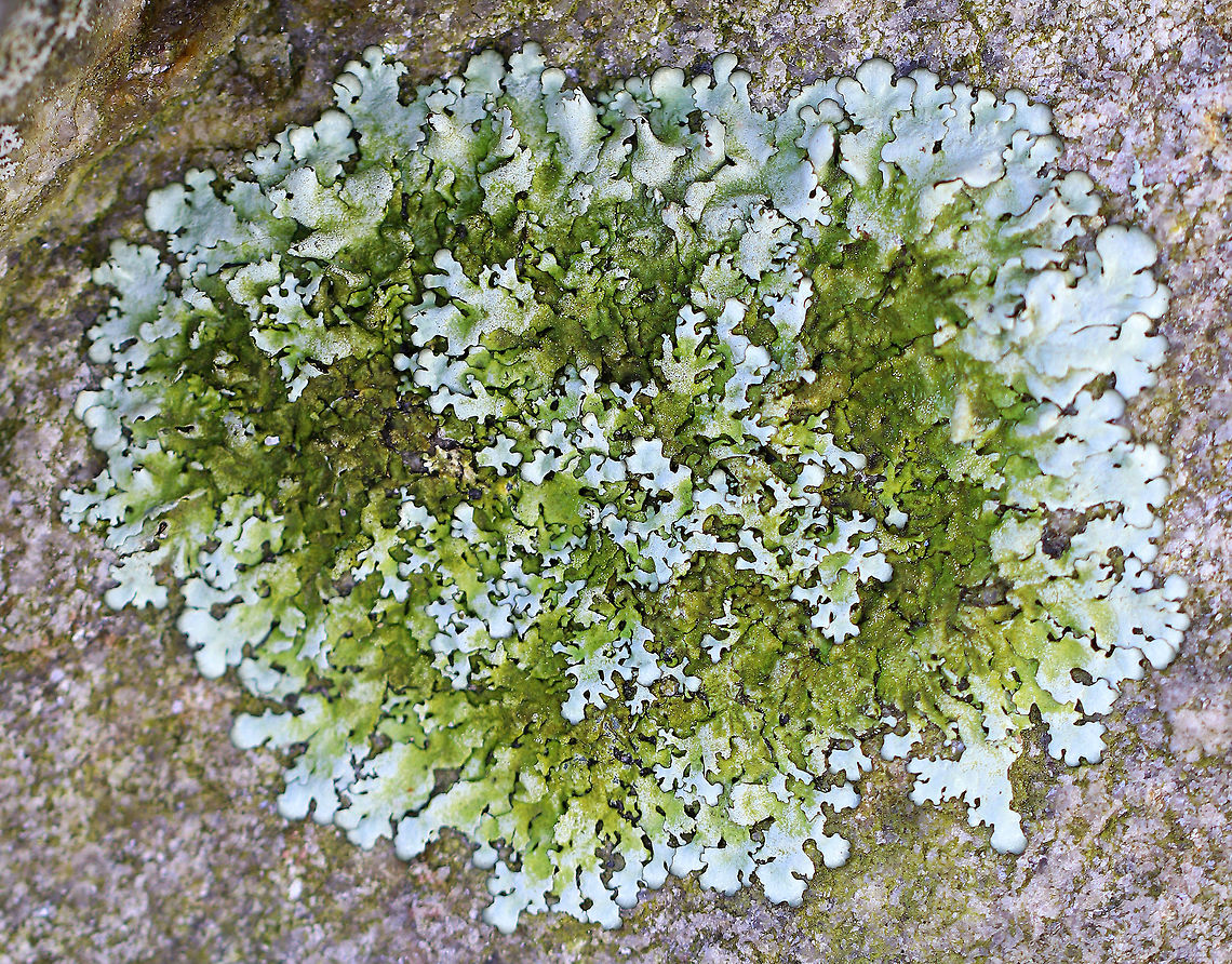 Rock-shield Lichen - Xanthoparmelia sp. Rocks can be weathered by the growth of foliose lichens by physical and chemical processes. First, they can chemically weather minerals in the rocks, such as calcite, by producing organic acids. The acids react with the minerals in the rock, dissolving them, and weakening the rock. Second, lichens can physically weather rocks by penetrating the cracks in the rock with their rhizoids. The expansion and contraction of the roots causes smaller cracks to expand. Geotagged,Rock-shield Lichen,United States,Winter,Xanthoparmelia,lichen