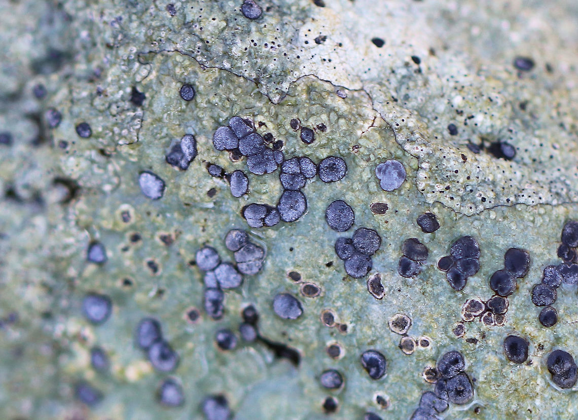 Smoky-eye Boulder Lichen Crustose lichen with brilliant blue apothecia, which were about 1mm wide. Growing on a rock. Geotagged,Porpidia,Porpidia Lichen,Porpidia albocaerulescens,Smoky-eye Boulder Lichen,United States,Winter,lichen