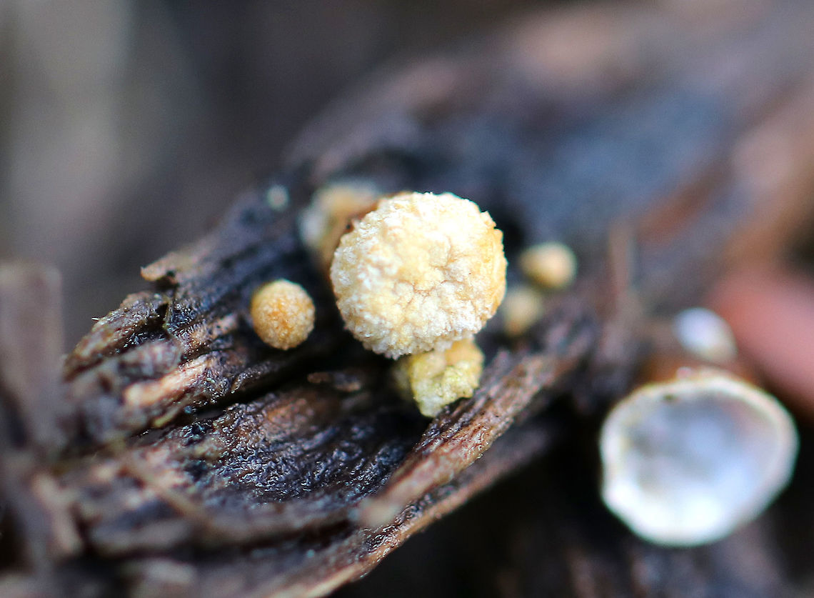 Bird's Nest Fungus with Lid This fungus looks like tiny birds&#039; nests! The fruiting body &quot;nests&quot; contain spore-filled periodoles (&quot;eggs&quot;). The nests, called peridia, serve as splash cups, and when raindrops strike the nest, the periodoles are projected into the air where they latch onto branches, leaves, etc. The nests were only 1-3mm wide.  Bird's Nest Fungus,Crucibulum,Crucibulum laeve,Geotagged,United States,Winter,fungus