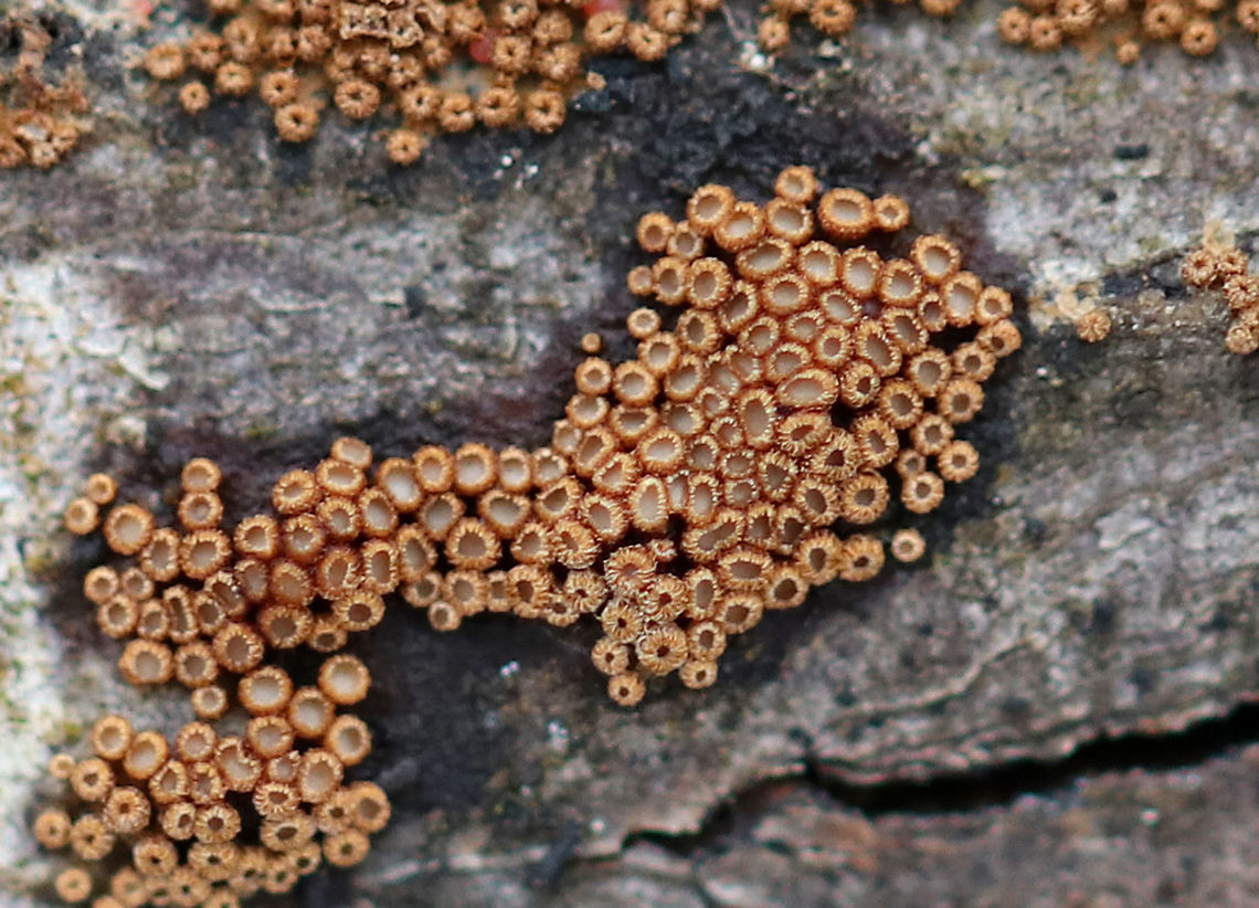 Merismodes Anomala Very tiny, cup-shaped fungi. The outer surface was brown and looked textured. The inner surface was white/cream and smooth. They were 1mm in size or less.  Geotagged,Merismodes,Merismodes Anomala,United States,Winter,fungus