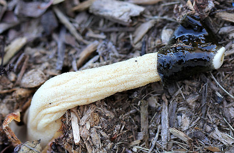 Ravenel's Stinkhorn Very slimy, dark brown/greenish bell-shaped cap with a small hole with a white rim at the top of the cap. White, spongy, hollow stem.  Too bad it had already fallen over! Fall,Geotagged,Phallus,Phallus ravenelii,Ravenel's Stinkhorn,Ravenels stinkhorn,United States,fungus,mushroom,stinkhorn