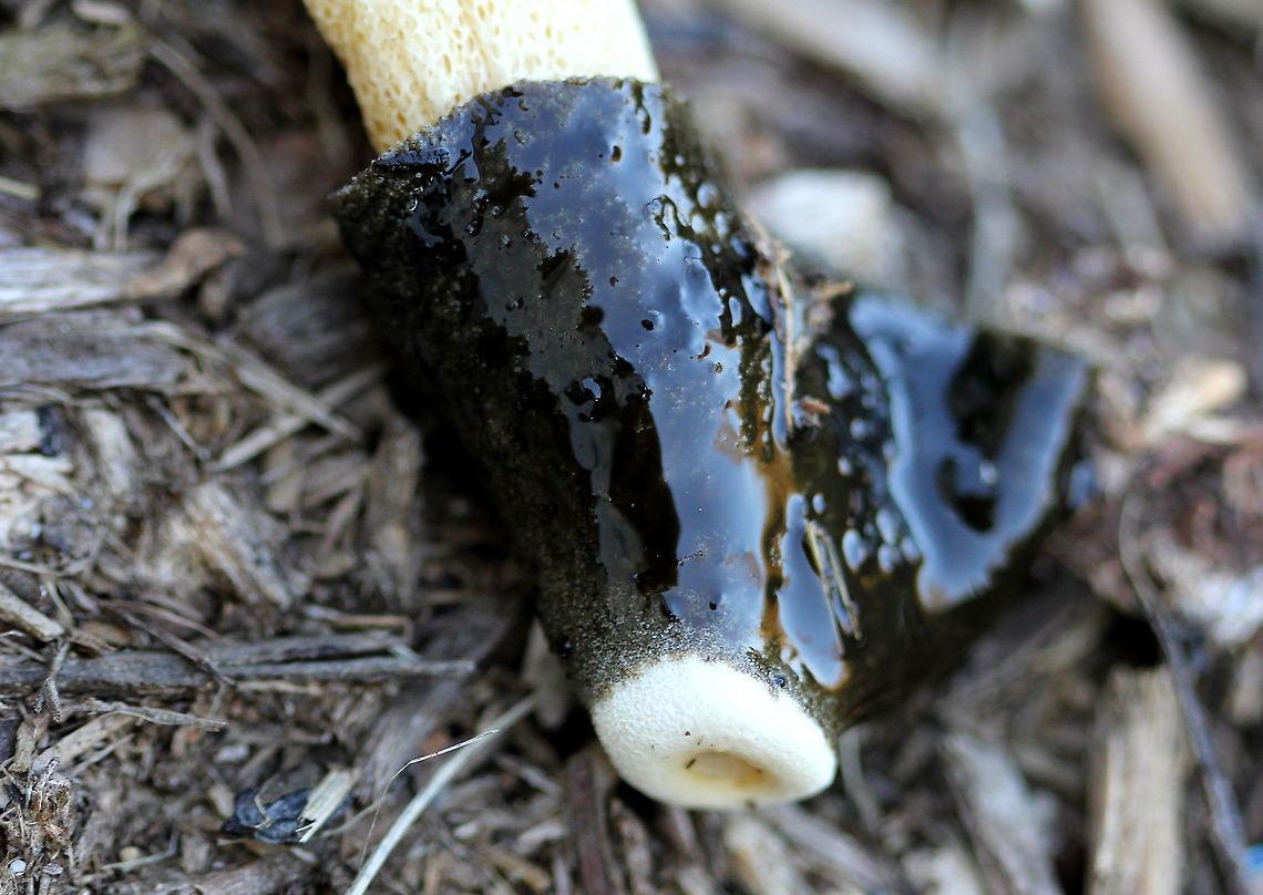 Ravenel's Stinkhorn Very slimy, dark brown/greenish bell-shaped cap with a small hole with a white rim at the top of the cap. White, spongy, hollow stem. Too bad it had already fallen over!  Fall,Geotagged,Phallus ravenelii,Ravenel's Stinkhorn,Ravenels stinkhorn,United States,fungus,mushroom,stinkhorn
