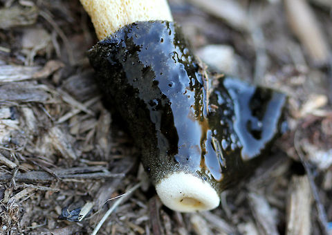 Ravenel's Stinkhorn Very slimy, dark brown/greenish bell-shaped cap with a small hole with a white rim at the top of the cap. White, spongy, hollow stem. Too bad it had already fallen over!  Fall,Geotagged,Phallus ravenelii,Ravenel's Stinkhorn,Ravenels stinkhorn,United States,fungus,mushroom,stinkhorn