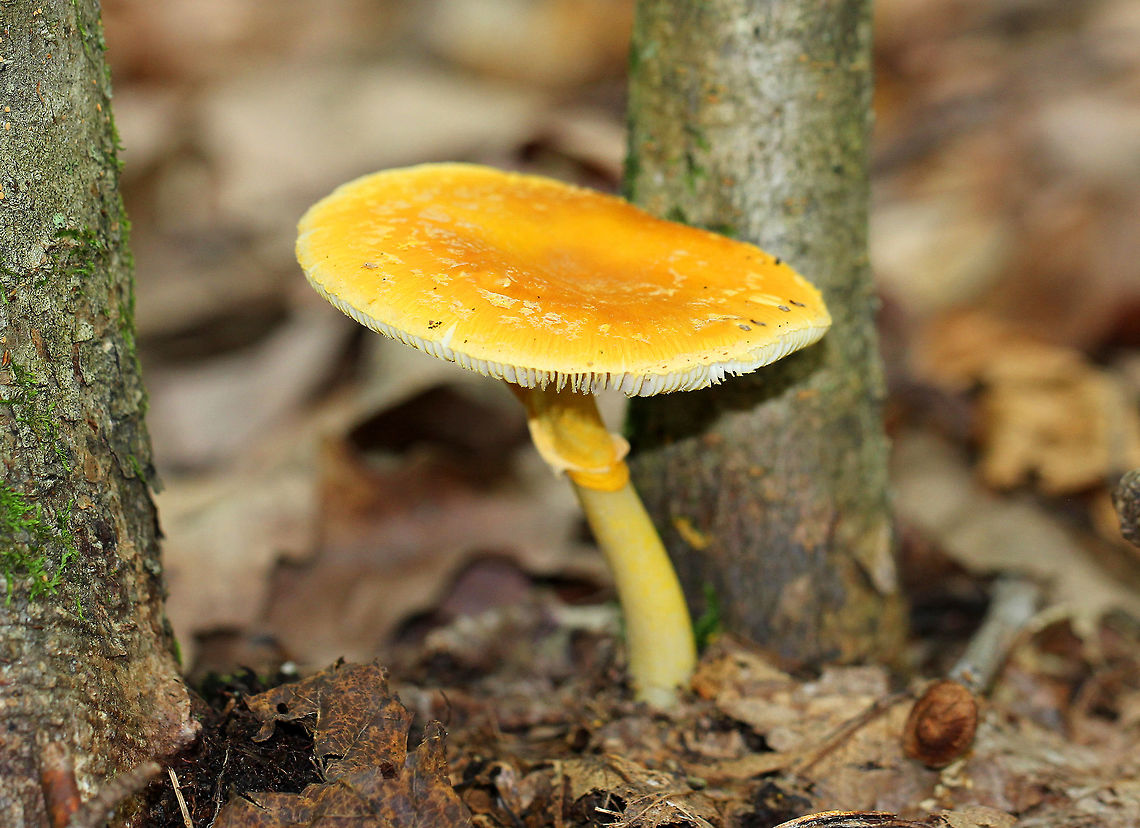 American Yellow Dust Amanita Beautiful mushroom with a large, yellow cap (~7cm) that had lighter yellow patches on it. The stem was yellow and had a yellowish ring. Free, white gills that had yellow edges. Amanita flavoconia,American Yellow Dust Amanita,Geotagged,Summer,United States,Yellow-dust Amanita,amanita,fungus,mushroom