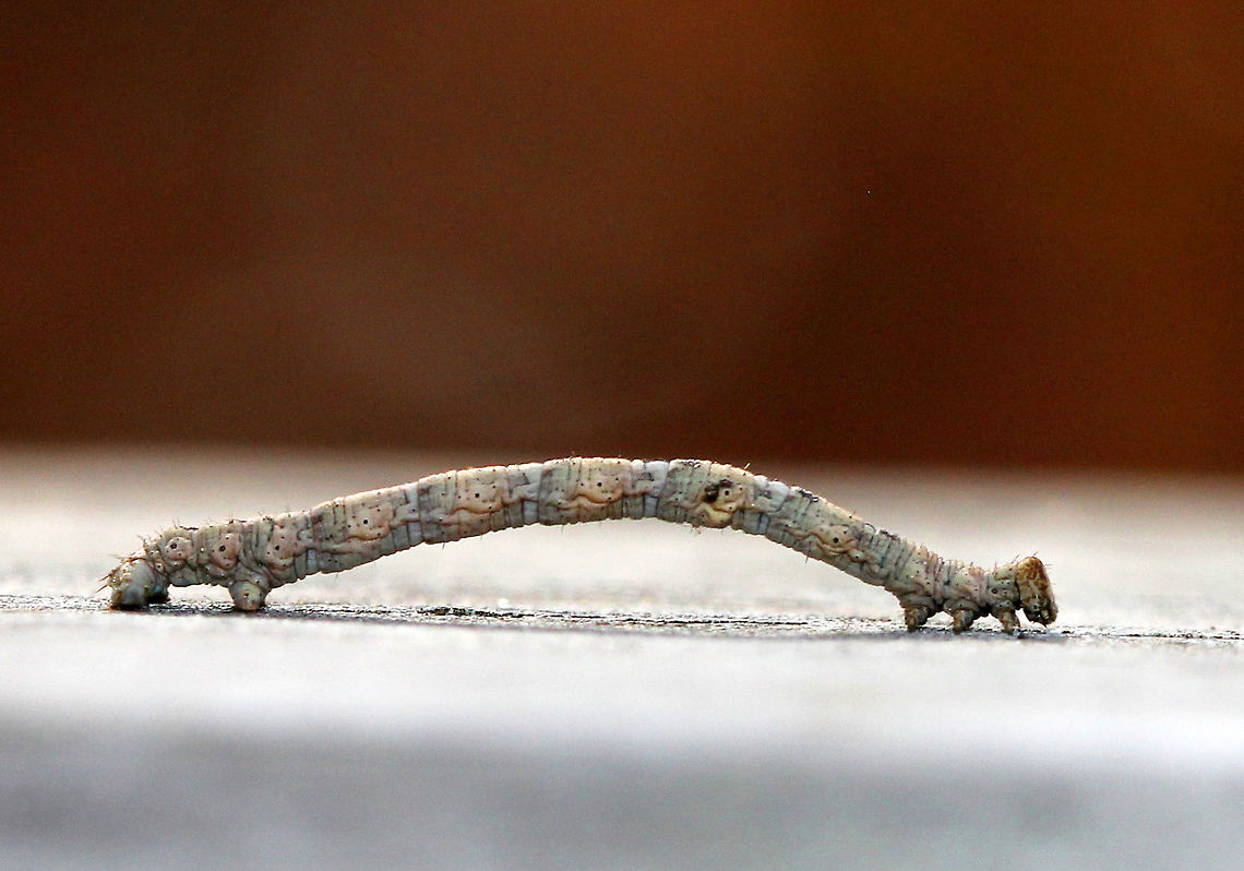 Twig Mimic Geometrid Caterpillar This caterpillar did an excellent job of trying to convince me that it was a stick. When I disturbed it, it stood erect on its prolegs and was completely motionless; thus perfecting its mimicry of a twig. It was gray with some pale pinkish markings and was approximately 3cm long.<br />
<br />
Larvae generally have two pairs of prolegs at the posterior end, rather than the usual five pairs that most lepidopteran caterpillars have. The lack of prolegs in the middle of their body compels them to employ their peculiar method of locomotion: drawing the posterior end up to the thoracic legs to form a loop, and then extending the body forward. Geometridae means "earth-measurer" in Greek, which describes their "inching" movements. Fall,Geotagged,Twig Mimic Geometrid Caterpillar,United States,caterpillar,geometrid,geometridae,mimicry,twig caterpillar,twig mimic
