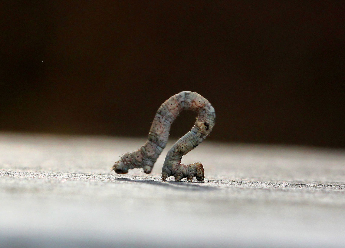 Twig Mimic Geometrid Caterpillar This caterpillar did an excellent job of trying to convince me that it was a stick. When I disturbed it, it stood erect on its prolegs and was completely motionless; thus perfecting its mimicry of a twig. It was gray with some pale pinkish markings and was approximately 3cm long.<br />
<br />
 Larvae generally have two pairs of prolegs at the posterior end, rather than the usual five pairs that most lepidopteran caterpillars have. The lack of prolegs in the middle of their body compels them to employ their peculiar method of locomotion: drawing the posterior end up to the thoracic legs to form a loop, and then extending the body forward. Geometridae means "earth-measurer" in Greek, which describes their "inching" movements.  Caterpillar,Fall,Geotagged,Twig Mimic,Twig Mimic Geometrid,Twig Mimic Geometrid Caterpillar,United States,geometridae,moth week 2018