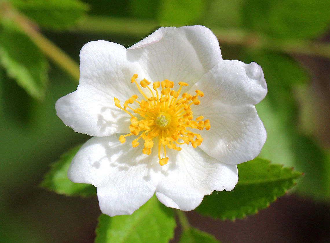 Multiflora Rose Clusters of small, white flowers with five petals and numerous stamens and pistils. Leaves are pinnately divided into 7-9 ovate leaflets. <br />
<br />
Rosa multiflora was introduced to the US from eastern Asia and is an invasive pest in many areas. Geotagged,Multiflora Rose,Multiflora rose,Rosa multiflora,Spring,United States,flower,rosa,rose,wildflower