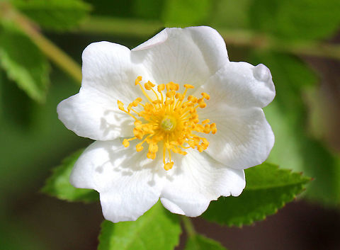 Multiflora Rose Clusters of small, white flowers with five petals and numerous stamens and pistils. Leaves are pinnately divided into 7-9 ovate leaflets. 

Rosa multiflora was introduced to the US from eastern Asia and is an invasive pest in many areas. Geotagged,Multiflora Rose,Multiflora rose,Rosa multiflora,Spring,United States,flower,rosa,rose,wildflower