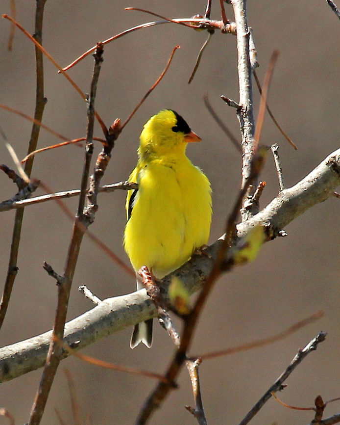 American Goldfinch - Spinus tristis Adult males are bright yellow, have a black forehead, black wings with white markings, and white patches both above and beneath the tail. They are particularly vibrant and bright during spring.<br />
<figure class="photo"><a href="https://www.jungledragon.com/image/71433/american_goldfinch_-_spinus_tristis.html" title="American Goldfinch - Spinus tristis"><img src="https://s3.amazonaws.com/media.jungledragon.com/images/3232/71433_thumb.jpg?AWSAccessKeyId=05GMT0V3GWVNE7GGM1R2&Expires=1767225610&Signature=bAv1Y%2BJy3NnbfAAqM8uiOT8F7RQ%3D" width="200" height="150" alt="American Goldfinch - Spinus tristis It looks like he&#039;s wearing a mask...<br />
<br />
Habitat: Rural yard<br />
https://www.jungledragon.com/image/57511/american_goldfinch.html American goldfinch,Geotagged,Spinus tristis,Spring,United States" /></a></figure> American Goldfinch,American goldfinch,Geotagged,Goldfinch,Spinus,Spinus tristis,Spring,United States,bird,finch,yellow bird