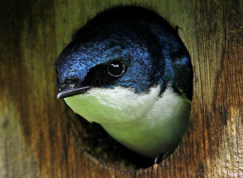 Tree Swallow These acrobatic birds have a deep-blue iridescent back and a white breast. They are streamlined and small in size with long, pointed wings and a short, slightly notched tail.  Geotagged,Spring,Tachycineta,Tachycineta bicolor,Tree Swallow,United States,bird,swallow