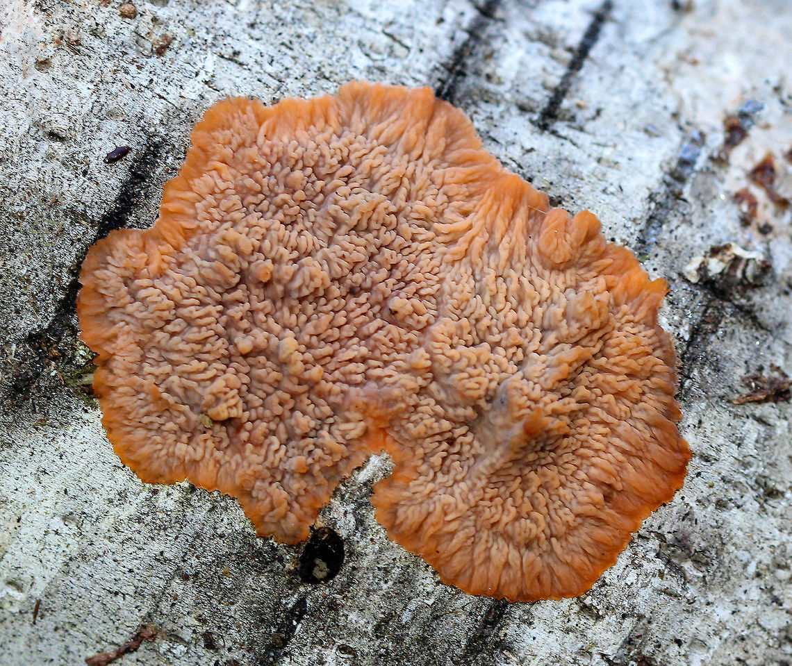 Wrinkled Crust Orange-pink crust fungus with an irregular outline and a wrinkled surface, in which the wrinkles radiate from a more or less central point. Fall,Geotagged,Phlebia radiata,United States,Wrinkled Crust,Wrinkled crust,crust fungus,fungi,fungus,phlebia