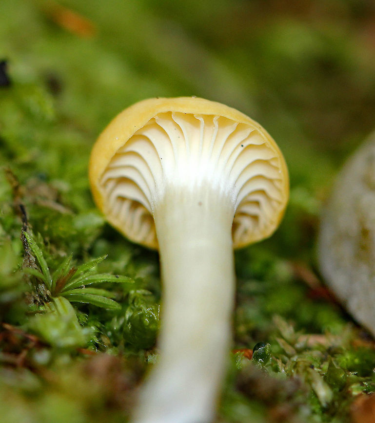 Cuphophyllus Waxy Cap - Cuphophyllus sp. Cuphophyllus is considered by some to be synonymous with Hygrocybe. However, recent molecular evidence confirms that it is a distinct genus. Cuphophyllus,Cuphophyllus Waxy Cap,Geotagged,Summer,United States,fungus,mushroom,waxy cap