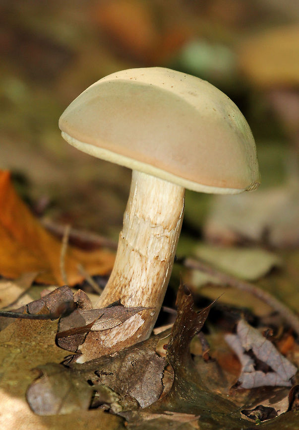 Pale Bolete Tan, velvety convex cap. Stem was white with some brown streaks. Pores were yellow/olive in color and bruised slightly when marked. Mushroom was 8cm tall. Boletus,Boletus pallidus,Geotagged,Pale Bolete,Summer,United States,bolete,fungus,mushroom