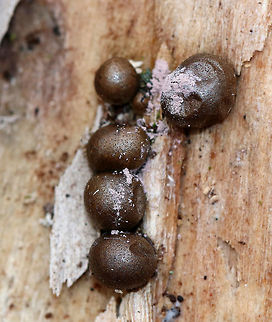Wolf's Milk Mature, olive-brown aethalia with a powdery mass of lavender spores spilling out. Fall,Geotagged,Lycogala,Lycogala epidendrum,United States,Wolf's Milk,Wolf's milk,slime mold