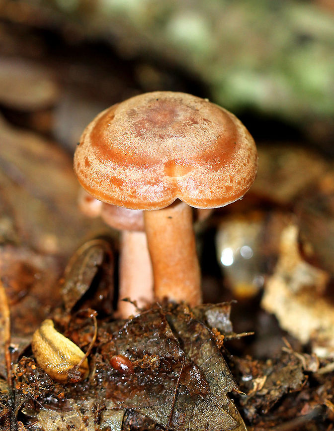 Yellowdrop Milkcap Cinnamon colored cap with concentric zones of color. Cream colored gills and a cinnamon to cream colored stem. Geotagged,Lactarius chrysorrheus,Summer,United States,Yellowdrop Milkcap,fungus,milkcap,mushroom