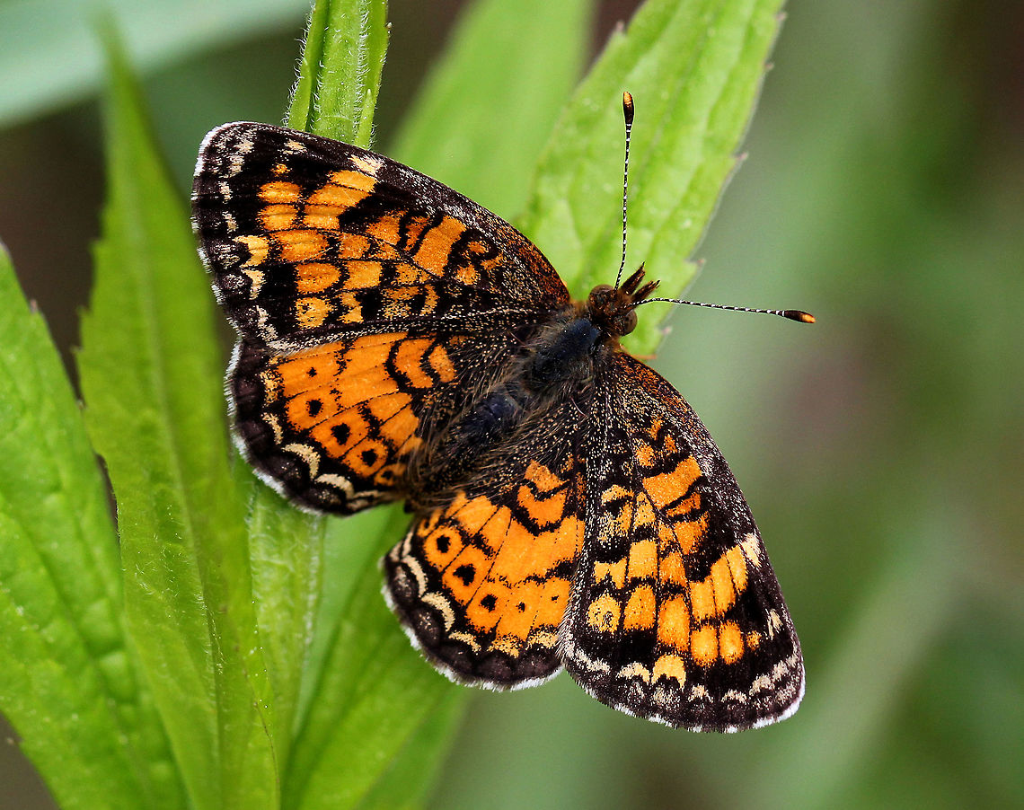 Pearl Crescent Pattern is very variable. Upperside is orange with black borders; the postmedian and submarginal areas are crossed by fine black marks.  Geotagged,Pearl Crescent,Phyciodes tharos,Spring,United States,butterfly