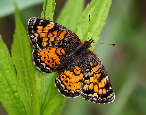 Pearl Crescent Pattern is very variable. Upperside is orange with black borders; the postmedian and submarginal areas are crossed by fine black marks.  Geotagged,Pearl Crescent,Phyciodes tharos,Spring,United States,butterfly