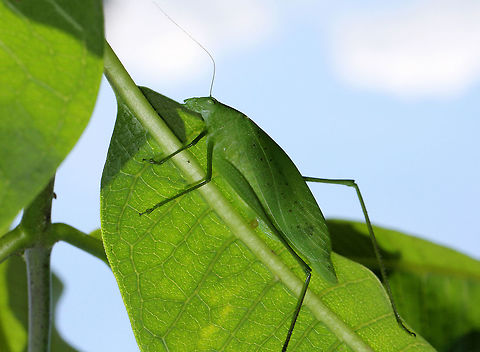 Greater Angle-wing Katydid Fantastic camouflage!  Geotagged,Greater Angle-wing Katydid,Greater Anglewing Katydid,Katydid,Microcentrum,Microcentrum rhombifolium,Summer,United States