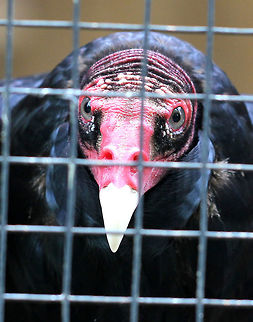 Turkey Vulture This is Norabo. He was found when he was less than one year old with a mysterious tail injury. During his long recovery, he was taken care of by a local veterinarian. As a result of being in such close proximity to humans for so long, Norabo lost his fear of people. He's very playful and is a real goofball who loves to play around with the people that care for him. Unfortunately, his tail feathers never returned to normal and his name “Norabo” means “No Tail” in Spanish. He has lived at Sharon Audubon in Connecticut (USA) since 2003. Although it is unfortunate that he is no longer wild, he is lovingly cared for and he has taught many children and adults about the beauty of the so-called "ugly" animals.  Personally, I think he's gorgeous :)

Turkey vultures are large, soaring birds with black-brown feathers, a red, bald head, and a curved, ivory-colored beak. When soaring, they hold their wings in a V-shape, flapping their wings infrequently. Their bald heads are a great adaptation since they constantly stick their heads inside the bodies of dead animals. In addition, their nostrils are very wide and open, which allows them to breathe while their heads are inside of a carcass. Vultures are usually gentle and not aggressive. They have some interesting quirks and behavioral adaptions. For example, when vultures are threatened, they regurgitate the contents of their stomach in order to frighten away an attacker. They will also often defecate on their own legs and rely on the evaporation of the water in the feces to cool themselves down when hot.  Cathartes aura,Geotagged,Spring,Turkey Vulture,United States,captivity,turkey vulture,vulture
