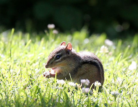 Eastern Chipmunk Reddish-brown fur on its upper body and five dark brown stripes, which contrast with light brown stripes along its back, ending in a dark tail. It has lighter fur on the lower part of its body. It has a tawny stripe that runs from its whiskers to below its ears, and lighter stripes over its eyes. 

I spotted this chipmunk during early morning hours in a field. It was very curious and didn't get scared off by me or by my very loud kids who were racing on the grass 15 feet away from this little guy. Chipmunk,Eastern Chipmunk,Eastern chipmunk,Geotagged,Summer,Tamias striatus,United States