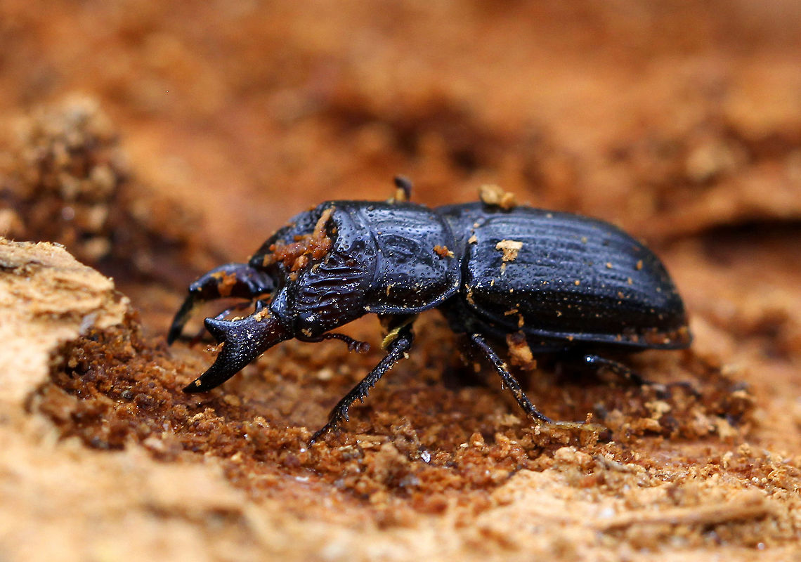 Stag Beetle (Male) Shiny blue-black beetle with large mandibles. The males have a distinctive tooth on the inner edge of their mandibles. It was approximately 13-15mm long. <br />
<figure class="photo"><a href="https://www.jungledragon.com/image/71066/stag_beetle_male_-_ceruchus_piceus.html" title="Stag Beetle (Male) - Ceruchus piceus"><img src="https://s3.amazonaws.com/media.jungledragon.com/images/3232/71066_thumb.jpg?AWSAccessKeyId=05GMT0V3GWVNE7GGM1R2&Expires=1759968010&Signature=PEKj%2B%2BZmzOgVp57aJSUNHe%2BYQqc%3D" width="200" height="134" alt="Stag Beetle (Male) - Ceruchus piceus Shiny blue-black beetle with large mandibles. The males have a distinctive tooth on the inner edge of their mandibles. It was approximately 13-15 mm long.<br />
https://www.jungledragon.com/image/57562/stag_beetle_male.html<br />
https://www.jungledragon.com/image/71067/stag_beetle_male_-_ceruchus_piceus.html Ceruchus piceus,Fall,Geotagged,United States,beetle,stag beetle" /></a></figure><br />
<figure class="photo"><a href="https://www.jungledragon.com/image/71067/stag_beetle_male_-_ceruchus_piceus.html" title="Stag Beetle (Male) - Ceruchus piceus"><img src="https://s3.amazonaws.com/media.jungledragon.com/images/3232/71067_thumb.jpg?AWSAccessKeyId=05GMT0V3GWVNE7GGM1R2&Expires=1759968010&Signature=gWKIAd%2FchDtdGq8tTZhgv%2BqThbg%3D" width="200" height="144" alt="Stag Beetle (Male) - Ceruchus piceus Shiny blue-black beetle with large mandibles. The males have a distinctive tooth on the inner edge of their mandibles. It was approximately 13-15 mm long.<br />
https://www.jungledragon.com/image/57562/stag_beetle_male.html<br />
https://www.jungledragon.com/image/71066/stag_beetle_male_-_ceruchus_piceus.html Ceruchus piceus,Fall,Geotagged,United States,beetle,stag beetle" /></a></figure> Ceruchus,Ceruchus piceus,Fall,Geotagged,Stag Beetle,United States,beetle,male beetle,male stag beetle