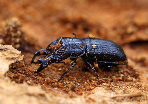 Stag Beetle (Male) Shiny blue-black beetle with large mandibles. The males have a distinctive tooth on the inner edge of their mandibles. It was approximately 13-15mm long. 
https://www.jungledragon.com/image/71066/stag_beetle_male_-_ceruchus_piceus.html
https://www.jungledragon.com/image/71067/stag_beetle_male_-_ceruchus_piceus.html Ceruchus,Ceruchus piceus,Fall,Geotagged,Stag Beetle,United States,beetle,male beetle,male stag beetle