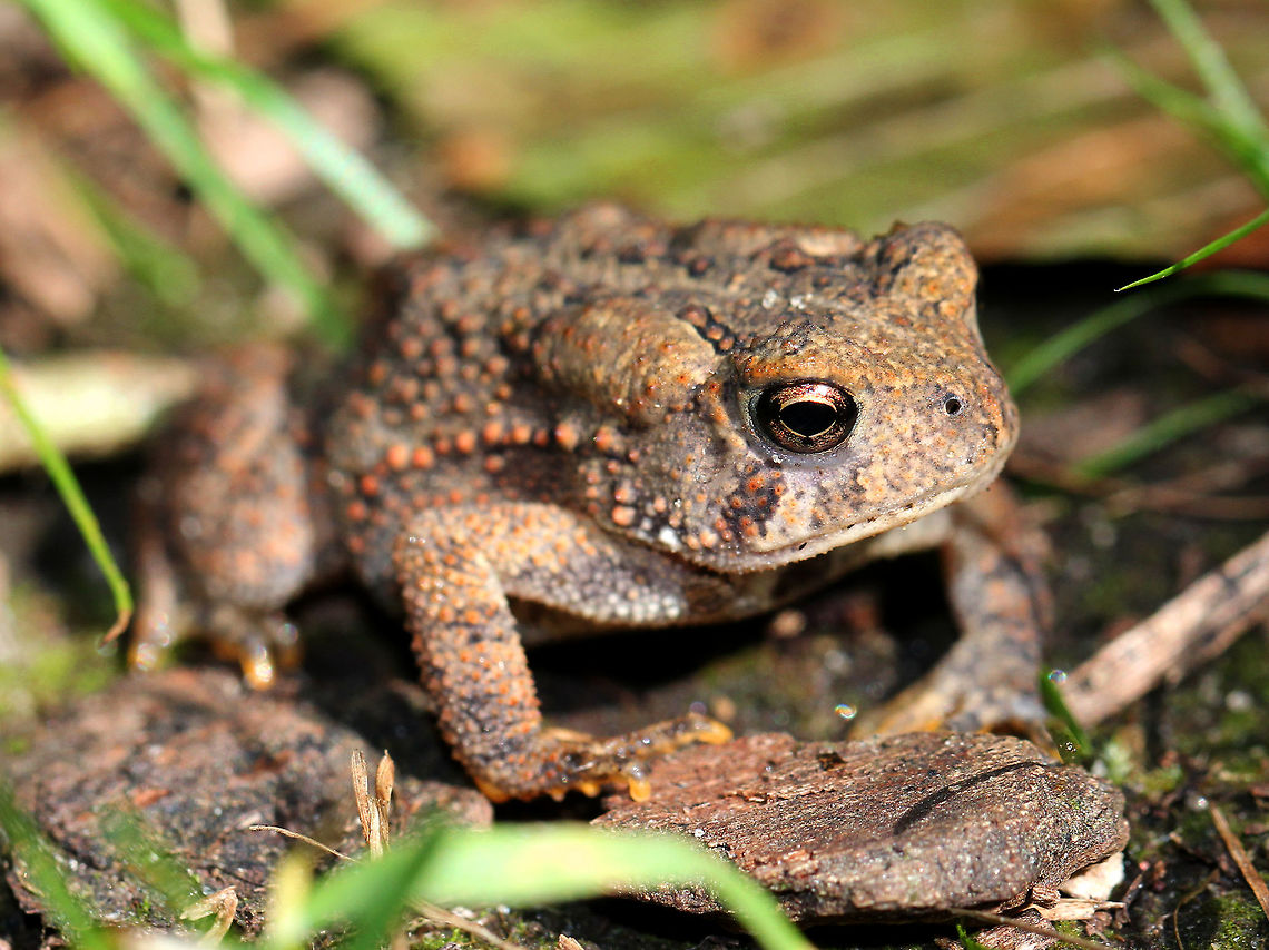 Eastern American Toad The coloring and pattern is variable in this subspecies. Their skin color can change depending on habitat, humidity, stress, and temperature. Its parotoid glands were the same color as the surrounding skin. This toad was about 3 cm long. American Toad,American toad,Anaxyrus,Anaxyrus americanus,Anaxyrus americanus americanus,Eastern American Toad,Geotagged,Summer,United States,toad