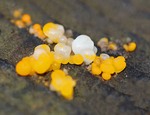 Orange Jelly Spot Yellow and white fungus growing on a cut log &ndash; most likely pine. On the edge of a meadow that separates a pine forest from a mostly deciduous (oak) forest. Dacrymyces,Dacrymyces chrysospermus,Geotagged,Orange Jelly Spot,United States,Winter,fungi,fungus,yellow fungus