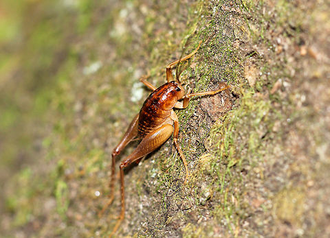 Camel Cricket - Family Rhaphidophoridae Large, hump-backed reddish brown cricket with very long antennae and long, spiky legs. These crickets are wingless and prefer dark, moist places. 

I spotted this cricket as it was resting on the side of a tree in a deciduous forest next to a stream. As you can see in the video, it appeared to be trying to climb up the tree, but it kept slipping back down. Not sure what was wrong with it.

https://vimeo.com/236226575 Camel Cricket,Cricket,Fall,Family Rhaphidophoridae,Geotagged,Rhaphidophoridae,United States