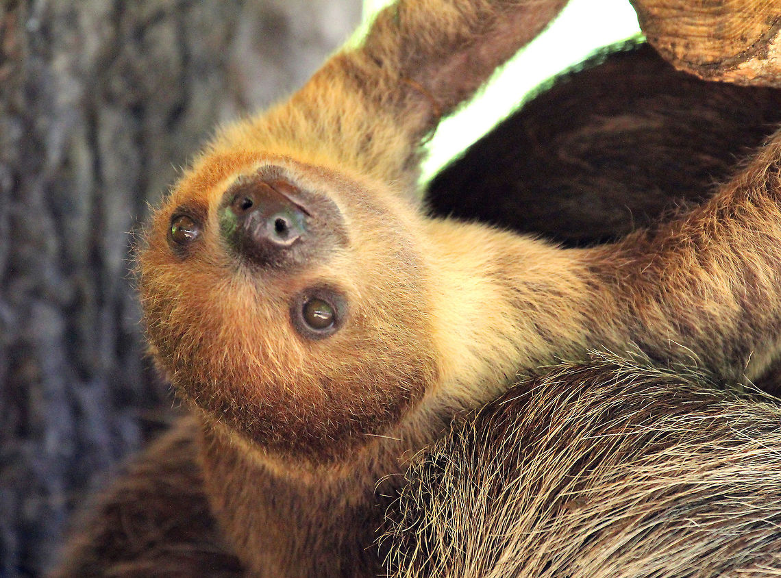 Hoffman's Two-Toed Sloth The name &quot;two-toed sloth&quot; erroneously describe the number of toes. They have two fingers in their hands (in the thoracic limbs) and three toes in their feet (in the pelvic limbs). The name &quot;two-toed&quot; sloth is misleading, although widely used. Other distinguishing features include a more prominent snout, longer fur, and the absence of a tail.<br />
<br />
I saw this baby sloth at a zoo that I went to specifically because the sloth had just been born and I wanted to see it. It was almost a month old. Choloepus hoffmanni,Geotagged,Hoffman's Two-Toed Sloth,Hoffmanns two-toed sloth,Spring,United States,baby sloth,captivity,sloth,zoo