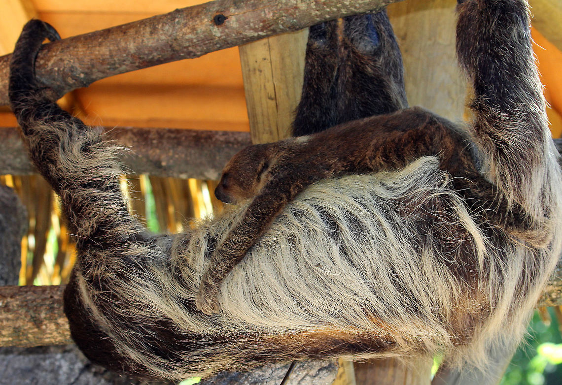 Hoffman's Two-Toed Sloth (Mother and Baby) The name &quot;two-toed sloth&quot; erroneously describe the number of toes. They have two fingers in their hands (in the thoracic limbs) and three toes in their feet (in the pelvic limbs). The name &quot;two-toed&quot; sloth is misleading, although widely used. Other distinguishing features include a more prominent snout, longer fur, and the absence of a tail.<br />
<br />
I saw these sloths at a zoo that I went to specifically because the baby sloth had just been born and I wanted to see it. It was almost a month old.  Choloepus hoffmanni,Geotagged,Hoffman's Two-Toed Sloth,Hoffmanns two-toed sloth,Spring,United States,captivity,sloth,zoo