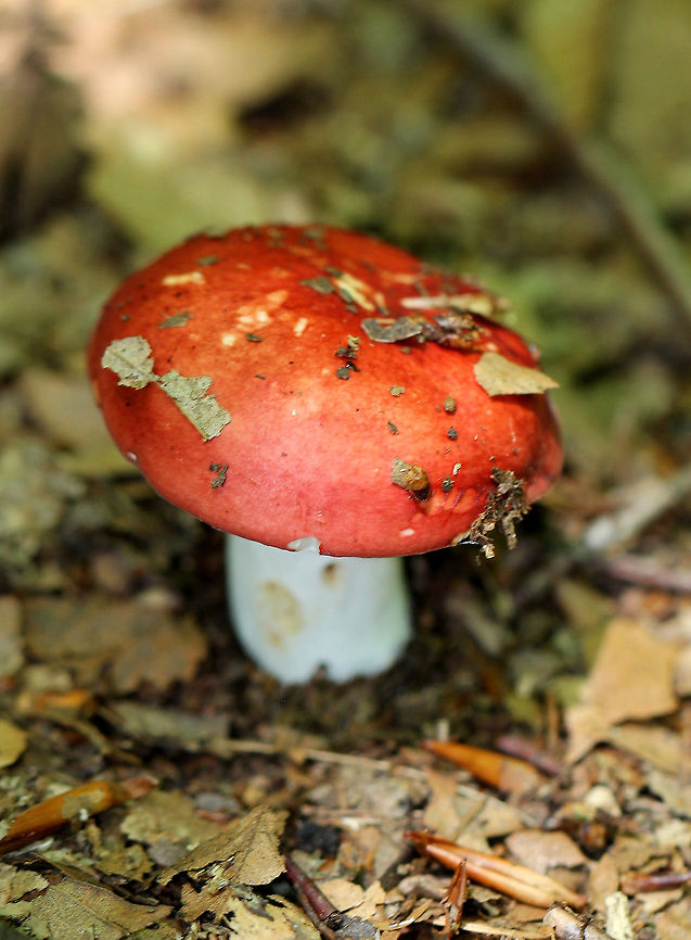 The Sickener Small mushroom with a bright red, slightly sticky cap, white, narrowly spaced gills, and a white stem.  Beechwood Sickener,Geotagged,Russula nobilis,Summer,United States,fungus,mushroom,russula,the sickener