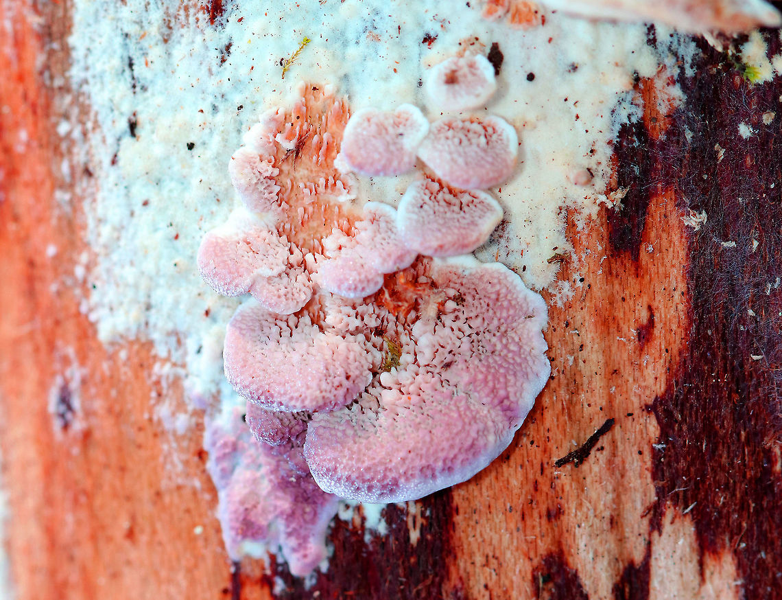 Violet-toothed Polypore Pinkish-purple poroid fungus. Its undersurface was more toothed, than poroid though. They didn&#039;t have traditional caps. 1-2 cm wide. Fall,Geotagged,Trichaptum abietinum,United States,Violet-toothed Polypore,fungus,polypore