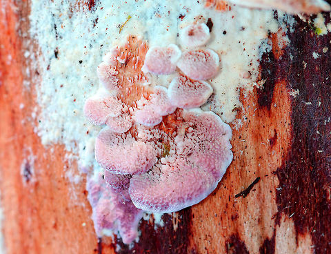 Violet-toothed Polypore Pinkish-purple poroid fungus. Its undersurface was more toothed, than poroid though. They didn't have traditional caps. 1-2 cm wide. Fall,Geotagged,Trichaptum abietinum,United States,Violet-toothed Polypore,fungus,polypore