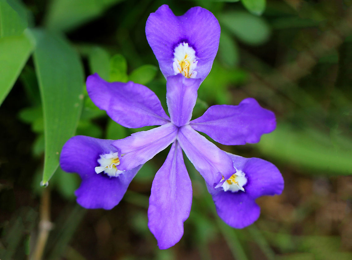 Dwarf Crested Iris Purple flower with 6 spreading petals atop a short, thin stalk. The flower has 3 petal-like sepals that were crested with yellow and white ridges. It was about 6cm wide. Dwarf Crested Iris,Dwarf crested iris,Geotagged,Iris cristata,Spring,United States,flower,iris,purple,purple flower,purple wildflower,wildflower