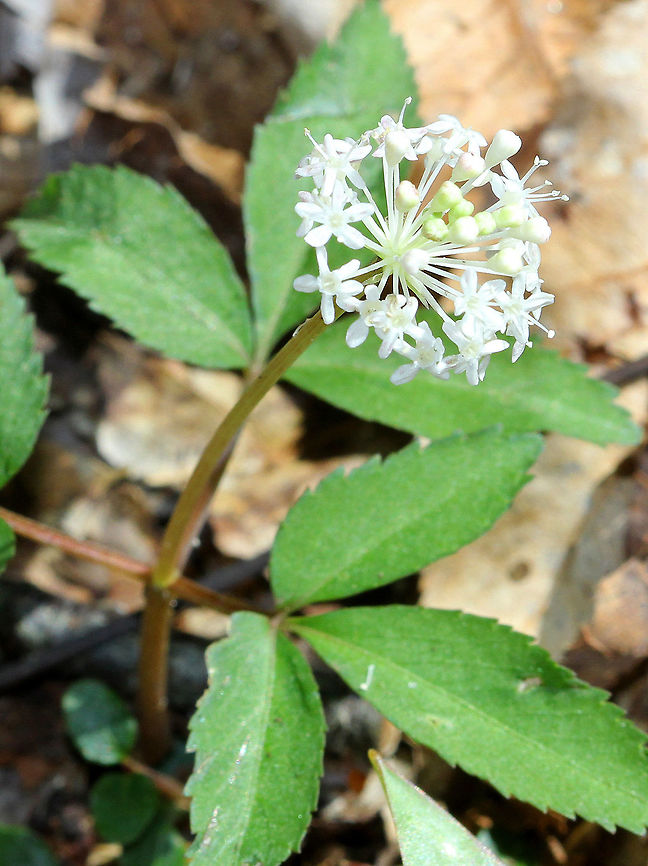 Dwarf Ginseng Tiny white flowers (3 mm wide) that grow in clusters. Plant height was 8cm.  Native Americans traditionally used the entire plant and roots of Dwarf Ginseng for herbal remedies. Dwarf Ginseng,Geotagged,Ginseng,Panax trifolius,Spring,United States,flower,white,white flower,white wildflower,wildflower