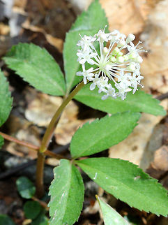 Dwarf Ginseng Tiny white flowers (3 mm wide) that grow in clusters. Plant height was 8cm.  Native Americans traditionally used the entire plant and roots of Dwarf Ginseng for herbal remedies. Dwarf Ginseng,Geotagged,Ginseng,Panax trifolius,Spring,United States,flower,white,white flower,white wildflower,wildflower