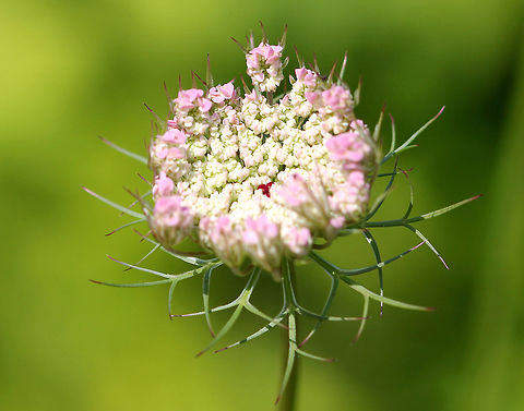 Queen Anne's Lace - Daucus carota Tripinnate leaves that are finely divided and lacy. The small, white flowers are clustered in flat, dense umbels. They may be pink in bud and may have a red flower in the center of the umbel. This tiny red flower is colored by anthocyanin, and it's purpose is to attract insects.
https://www.jungledragon.com/image/71531/queen_annes_lace_-_daucus_carota.html Daucus carota,Geotagged,Queen Anne's Lace,Summer,United States,Wild carrot