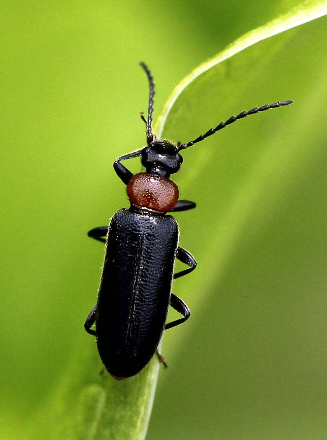 Fire-colored Beetle - Pedilus lewisii Beetle with black head, antennae, and elytra. Thorax was reddish brown.<br />
<figure class="photo"><a href="https://www.jungledragon.com/image/71532/pedilus_lewisii.html" title="Pedilus lewisii"><img src="https://s3.amazonaws.com/media.jungledragon.com/images/3232/71532_thumb.jpg?AWSAccessKeyId=05GMT0V3GWVNE7GGM1R2&Expires=1759968010&Signature=mlX%2FYOOESckmlO%2BP8vvjGdvmadk%3D" width="122" height="152" alt="Pedilus lewisii Beetle with black head, antennae, and elytra. Thorax was reddish brown.<br />
<br />
Habitat: Edge of a deciduous forest<br />
https://www.jungledragon.com/image/57580/fire-colored_beetle_-_pedilus_sp.html Geotagged,Pedilus,Pedilus lewisii,Spring,United States,beetle" /></a></figure> Fire-colored Beetle,Geotagged,Pedilus,Pedilus lewisii,Spring,United States,beetle