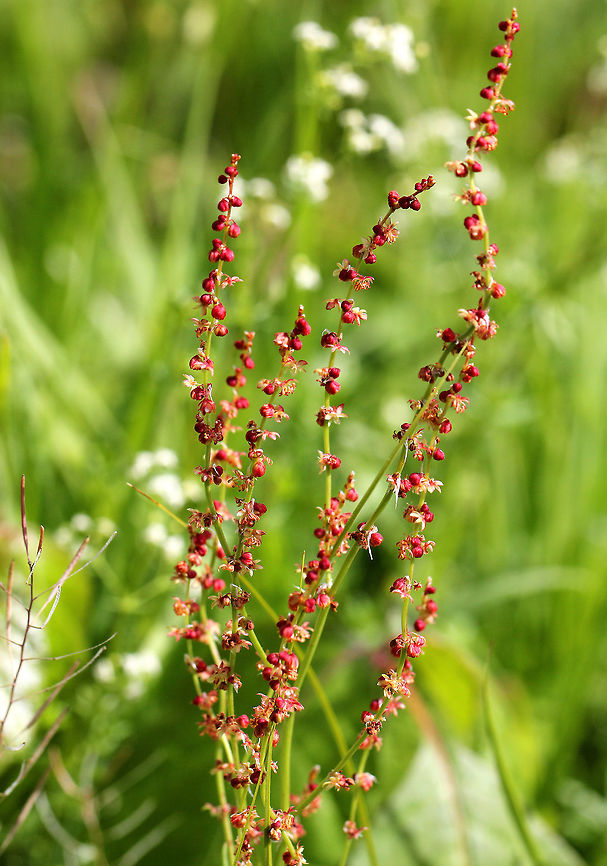 Sheep's Sorrel Tall plant with tiny red flowers on upright stems. Geotagged,Red Sorrel,Rumex acetosella,Sheep's Sorrel,Spring,United States,rumex