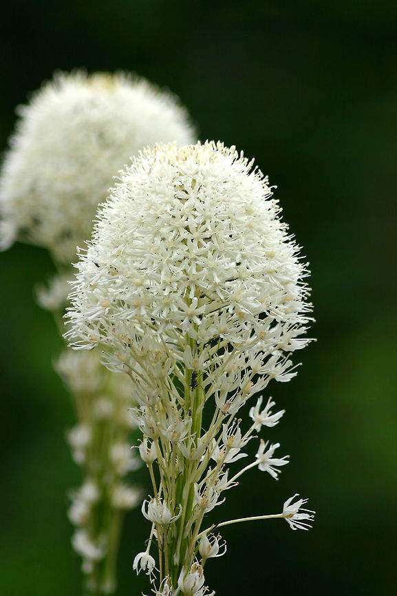Beargrass It can grow to 15-150 cm in height and grows in bunches with the leaves wrapped around and extending from a small stem at ground level. The leaves are 30-100 cm long and 2-6 mm wide, dull olive green with toothed edges. The slightly fragrant white flowers emerge from a tall stalk that bolts from the base. When the flowers are in bloom they are tightly packed at the tip of the stalk like an upright club. Beargrass,Geotagged,Summer,United States,Xerophyllum,Xerophyllum tenax