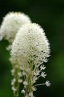Beargrass It can grow to 15-150 cm in height and grows in bunches with the leaves wrapped around and extending from a small stem at ground level. The leaves are 30-100 cm long and 2-6 mm wide, dull olive green with toothed edges. The slightly fragrant white flowers emerge from a tall stalk that bolts from the base. When the flowers are in bloom they are tightly packed at the tip of the stalk like an upright club. Beargrass,Geotagged,Summer,United States,Xerophyllum,Xerophyllum tenax